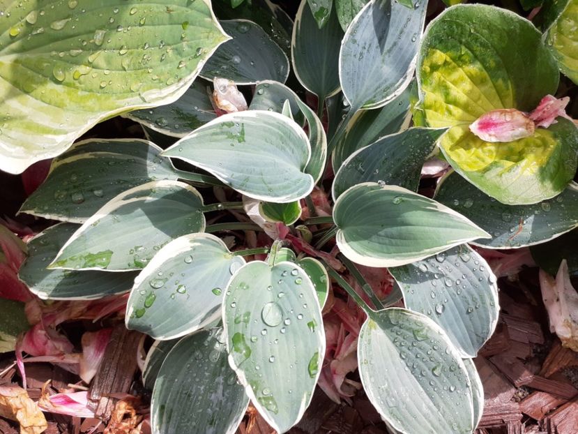 - Hosta