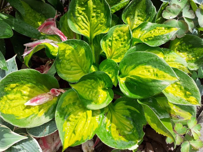 - Hosta