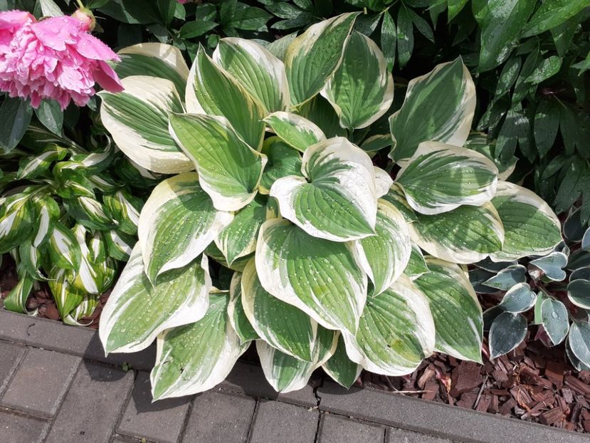  - Hosta
