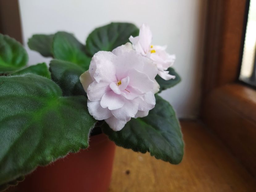 4 iunie 2022 - Fantasy Fiesta