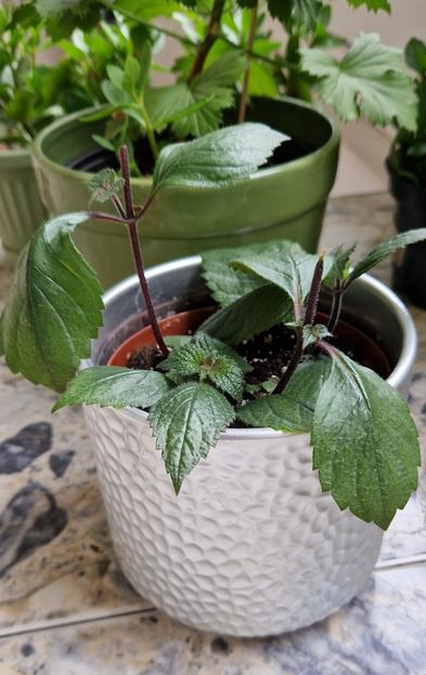  - Ambroise Verschaffelt Rodica