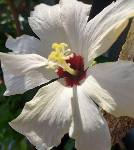  - hibiscusi