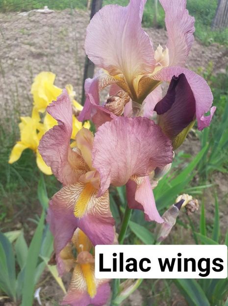  - Irisii