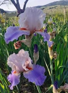 received_310979353894829 - Irisii