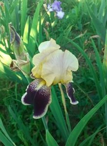 received_500816004369737 - Irisii