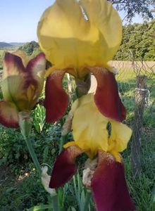 received_1453661458325868 - Irisii