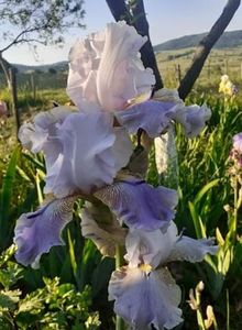 received_477149573516064 - Irisii