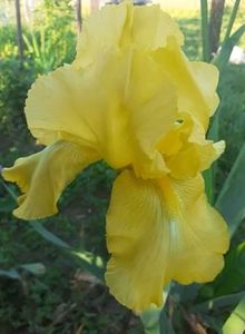 received_501302434483016 - Irisii