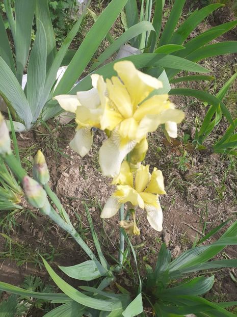 received_384247392870724 - Irisii