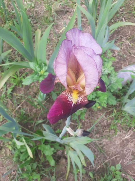 received_236456064914738 - Irisii