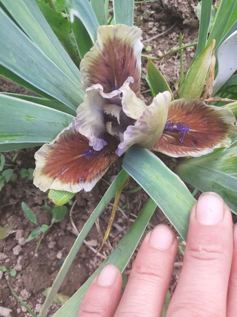 received_860611204667578 - Irisii