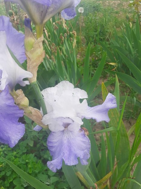 IMG-20220602-WA0026 - Irisii