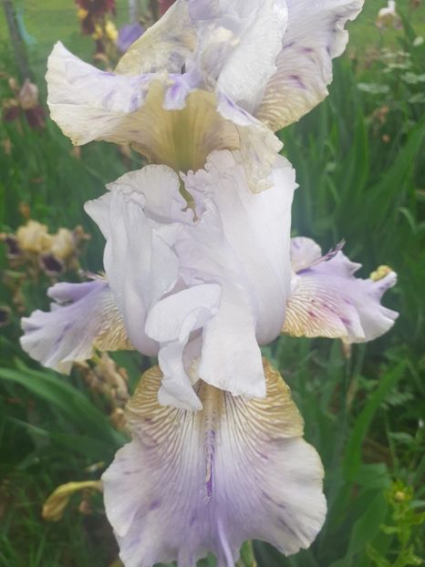 IMG-20220602-WA0018 - Irisii