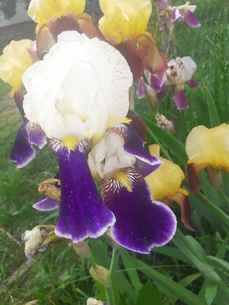 IMG-20220602-WA0024 - Irisii