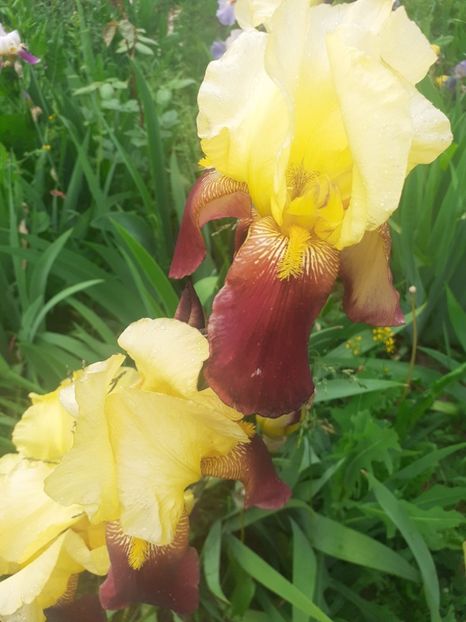 IMG-20220602-WA0019 - Irisii