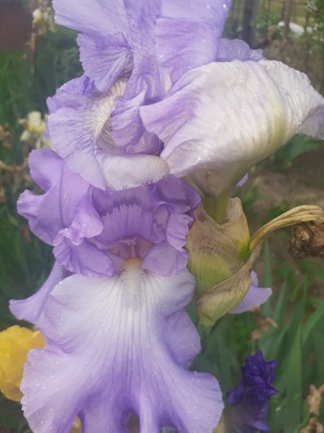 IMG-20220602-WA0017 - Irisii