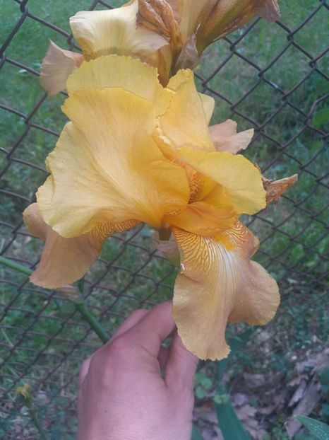 IMG-20220602-WA0023 - Irisii