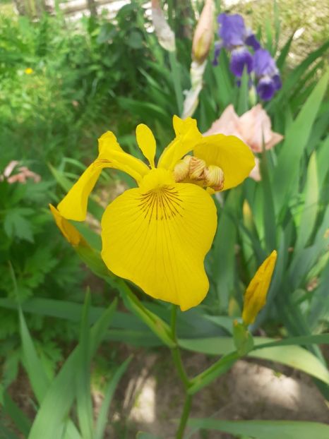 IMG-20220522-WA0003 - Irisii