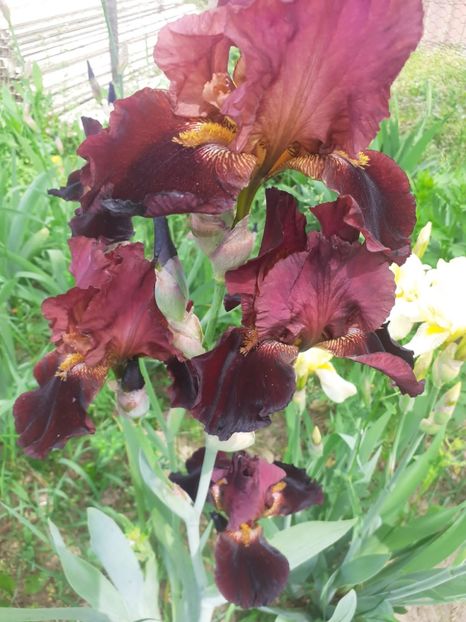 IMG-20220522-WA0011 - Irisii