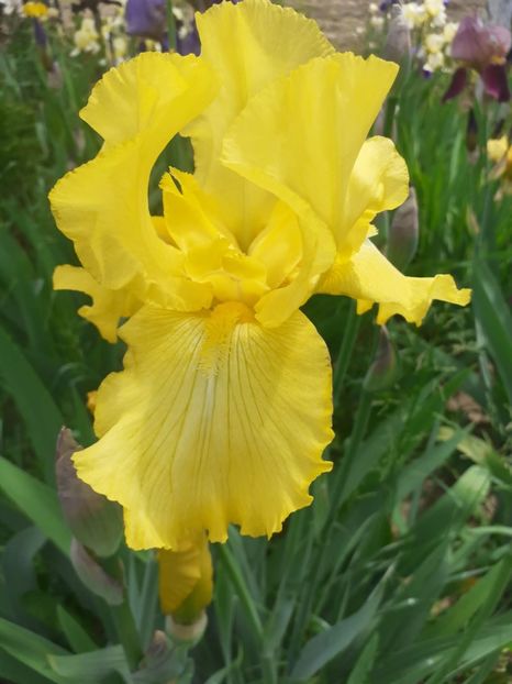 IMG-20220522-WA0001 - Irisii