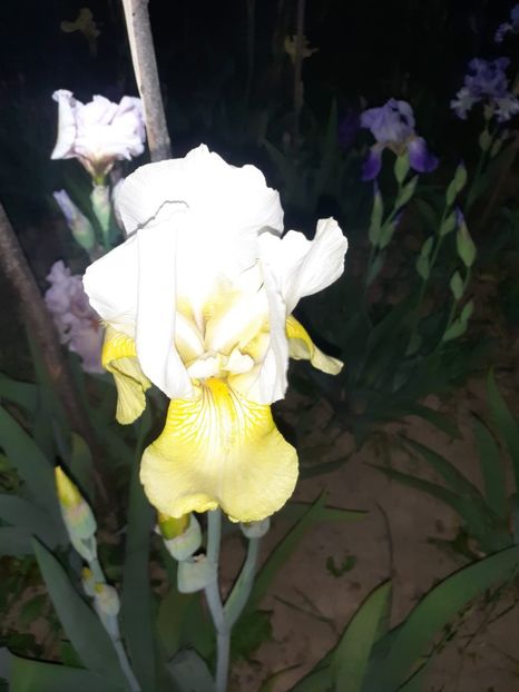 IMG-20220521-WA0004 - Irisii