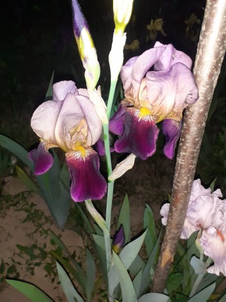 IMG-20220521-WA0003 - Irisii