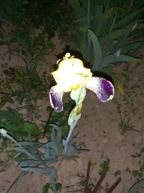 IMG-20220521-WA0005 - Irisii