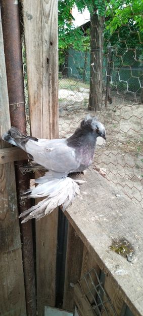  - tobosari germani