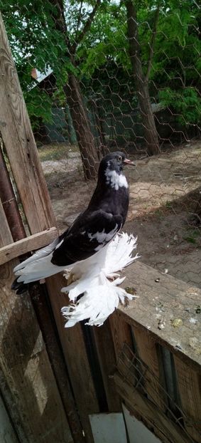  - Gusati de pomerania