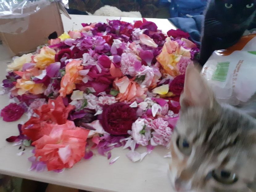  - Mai 2022 volumul 2