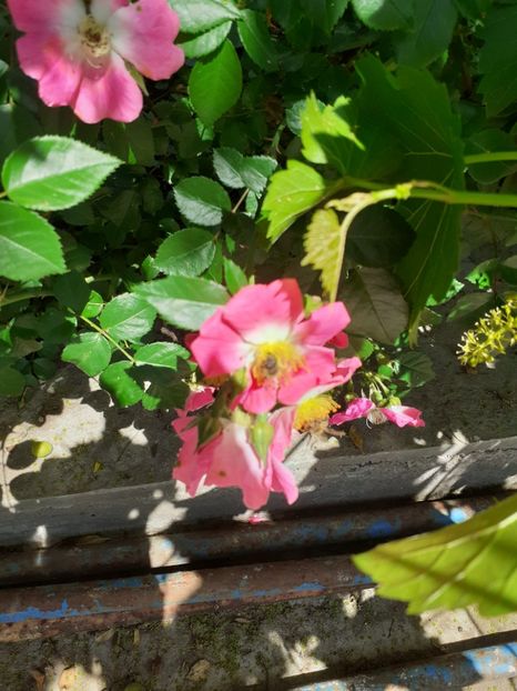  - Mai 2022 volumul 2