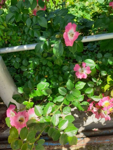  - Mai 2022 volumul 2