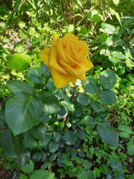  - Mai 2022 volumul 2