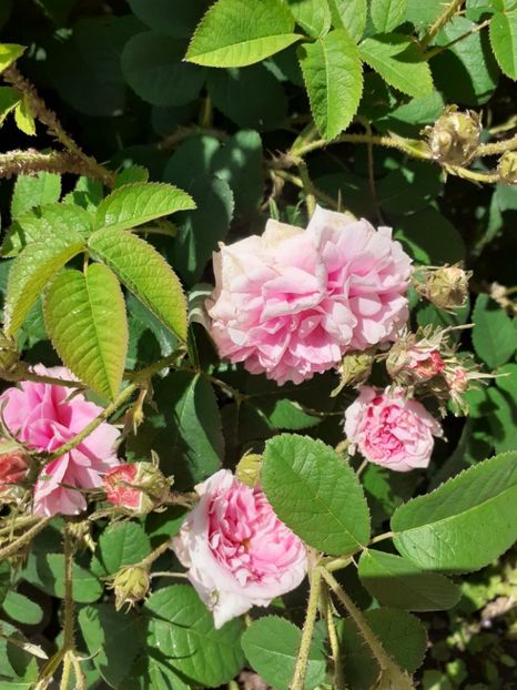  - Mai 2022 volumul 2