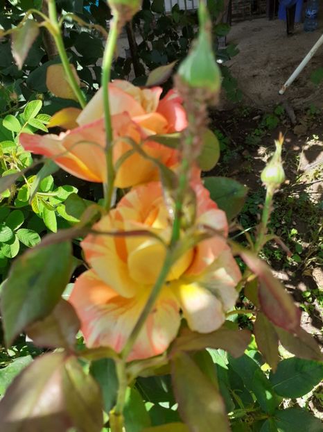  - Mai 2022 volumul 2