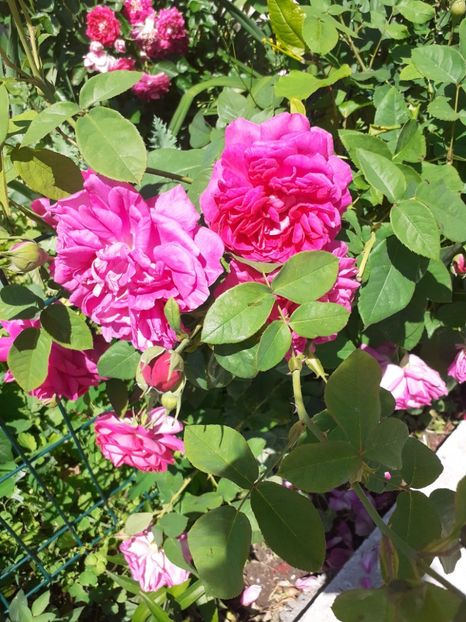  - Mai 2022 volumul 2