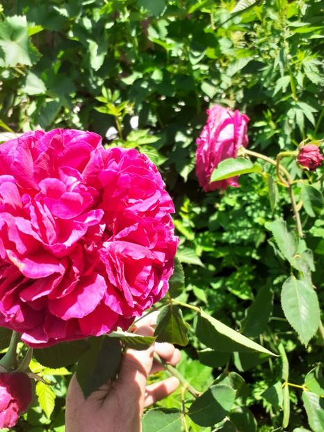  - Mai 2022 volumul 2