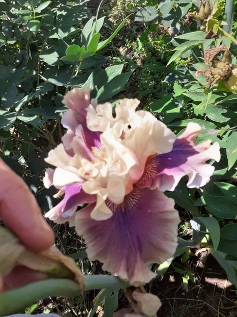  - Mai 2022 volumul 2