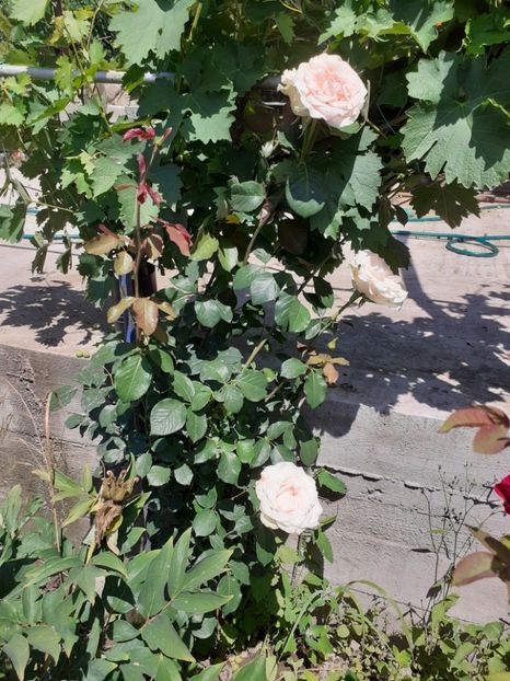  - Mai 2022 volumul 2