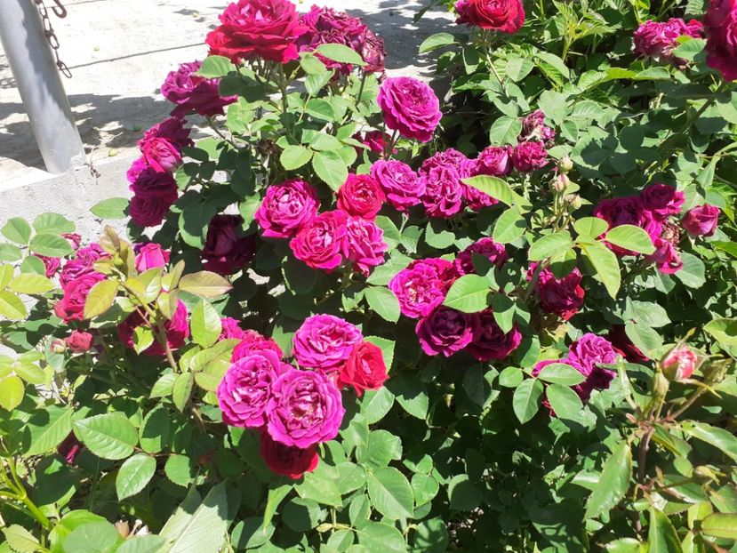  - Mai 2022 volumul 2