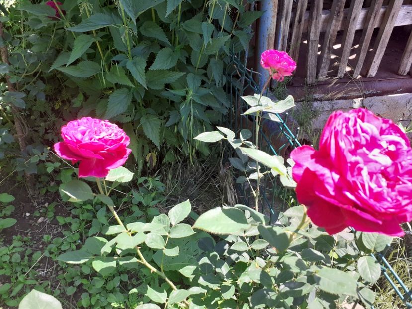  - Mai 2022 volumul 2