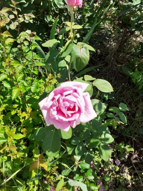  - Mai 2022 volumul 2