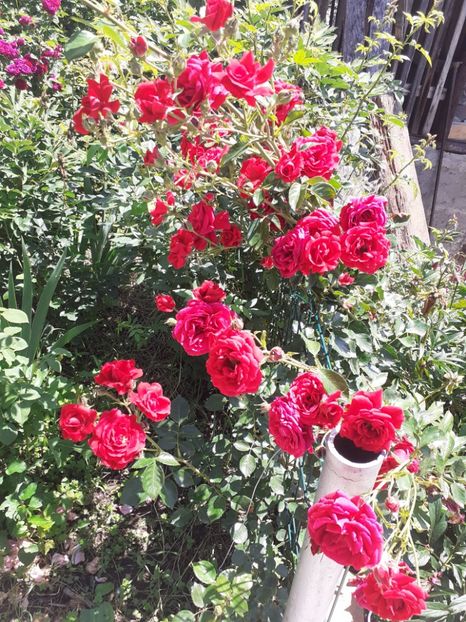  - Mai 2022 volumul 2