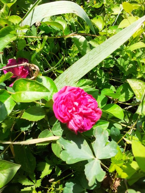  - Mai 2022 volumul 2