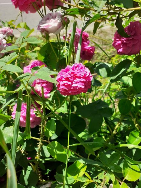  - Mai 2022 volumul 2