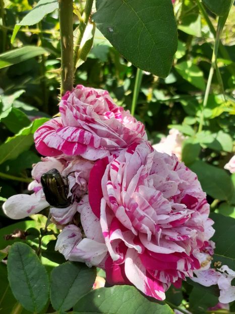  - Mai 2022 volumul 2