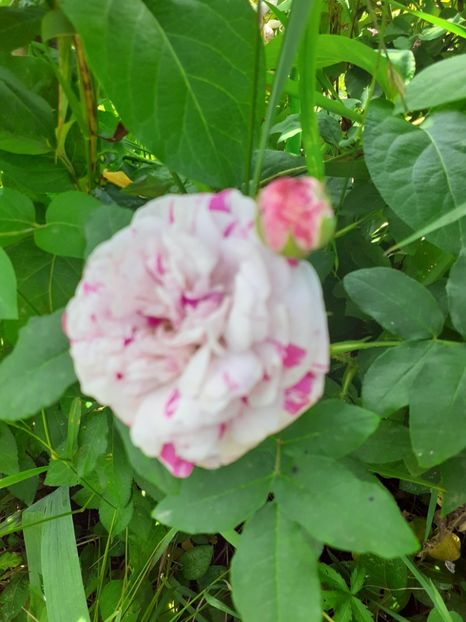  - Mai 2022 volumul 2