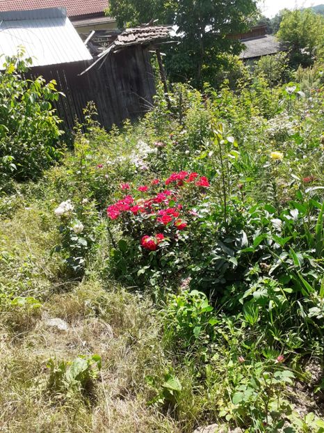  - Mai 2022 volumul 2