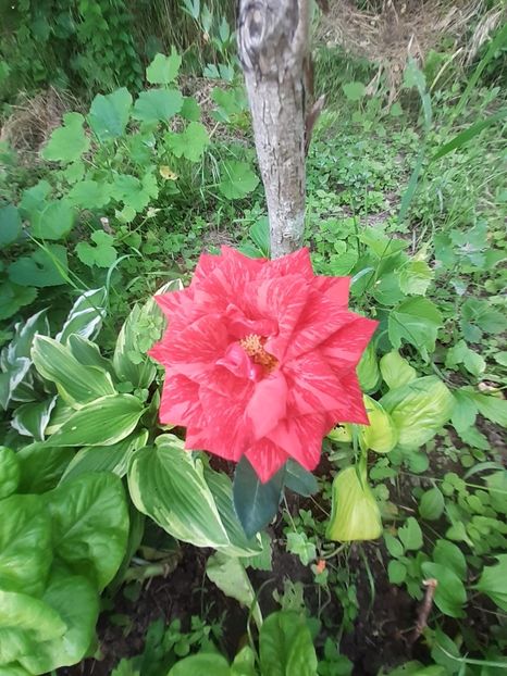  - Mai 2022 volumul 2