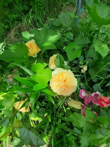  - Mai 2022 volumul 2